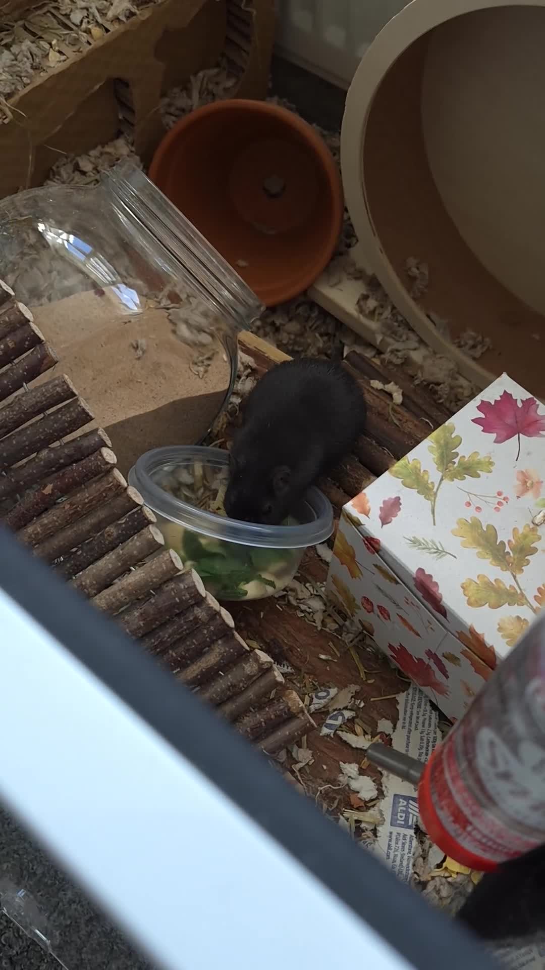 Gerbil rodents for sale: Male Gerbil/Gerbil(s) for sale - Video 4