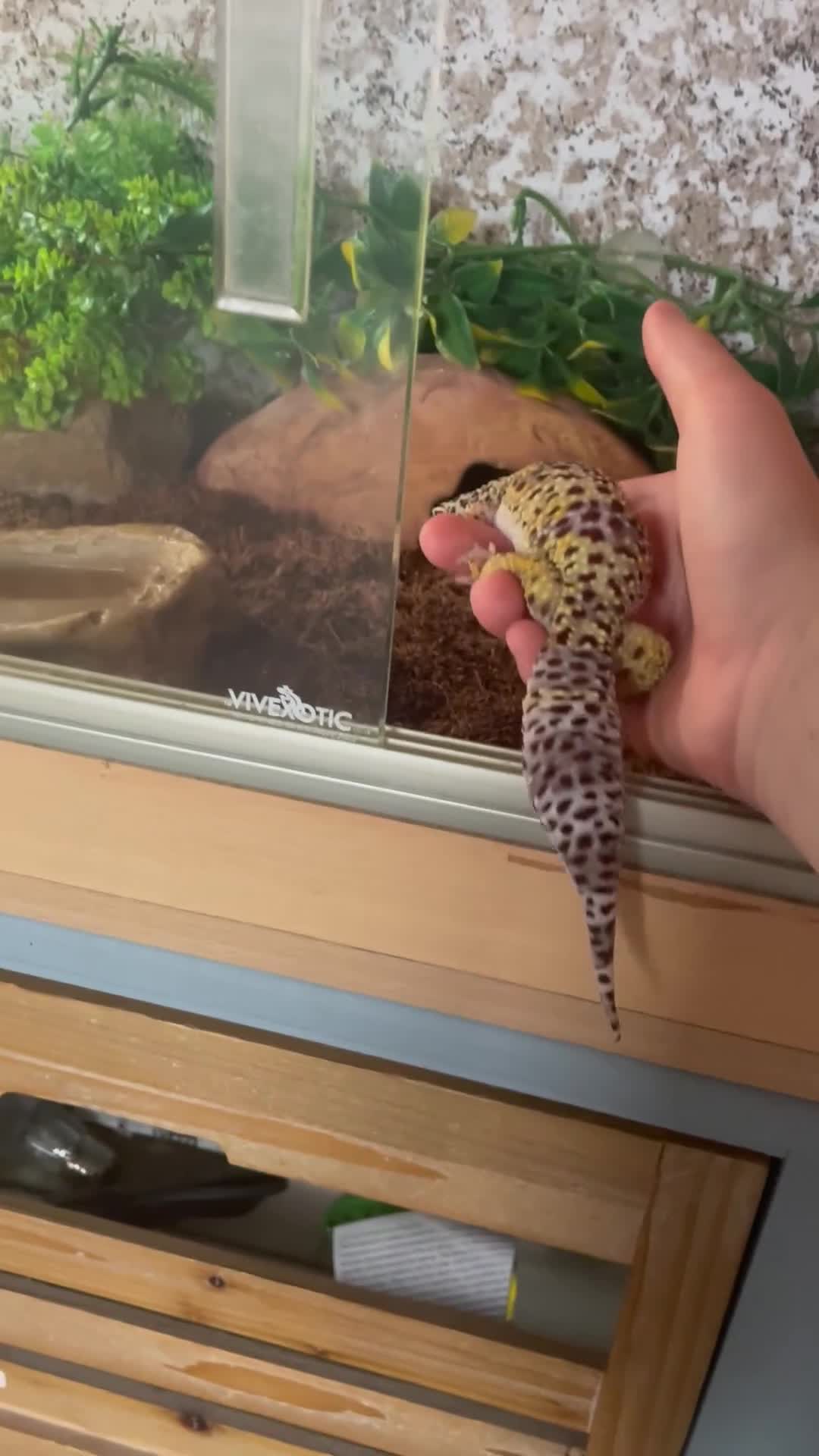 Leopard Gecko reptiles for sale: Leopard gecko - Video 1