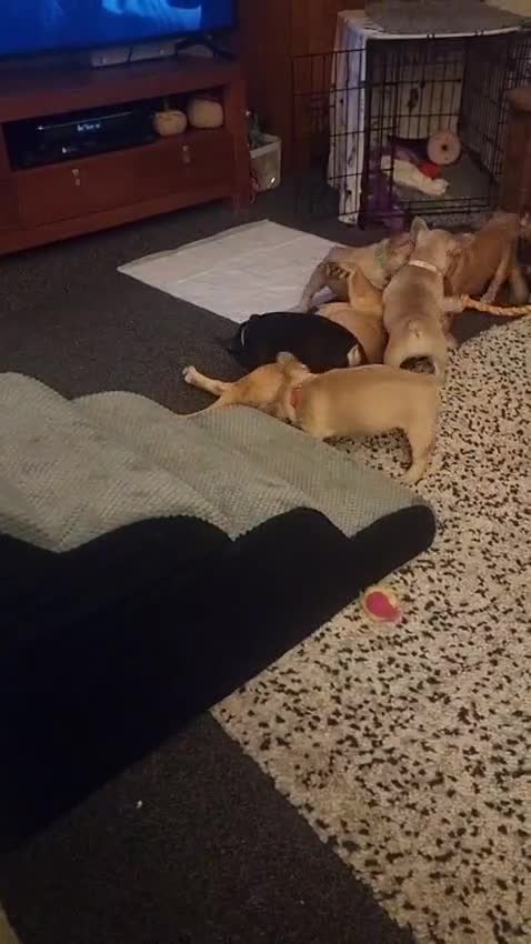 French Bulldog dogs for sale: French bulldog puppies.  - Video 5