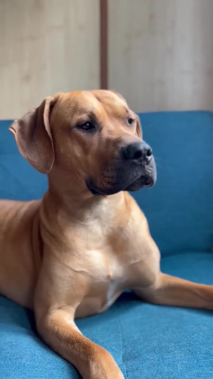 Rhodesian Ridgeback dogs for sale: Rhodesian Ridgeback  - Video 1