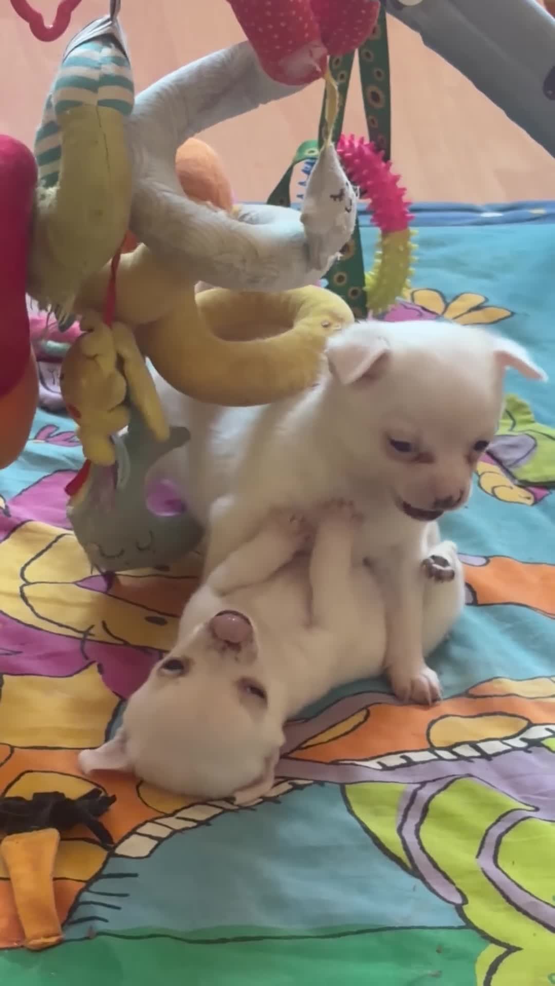 Chihuahua dogs for sale: Beautiful lively little boy  - Video 2