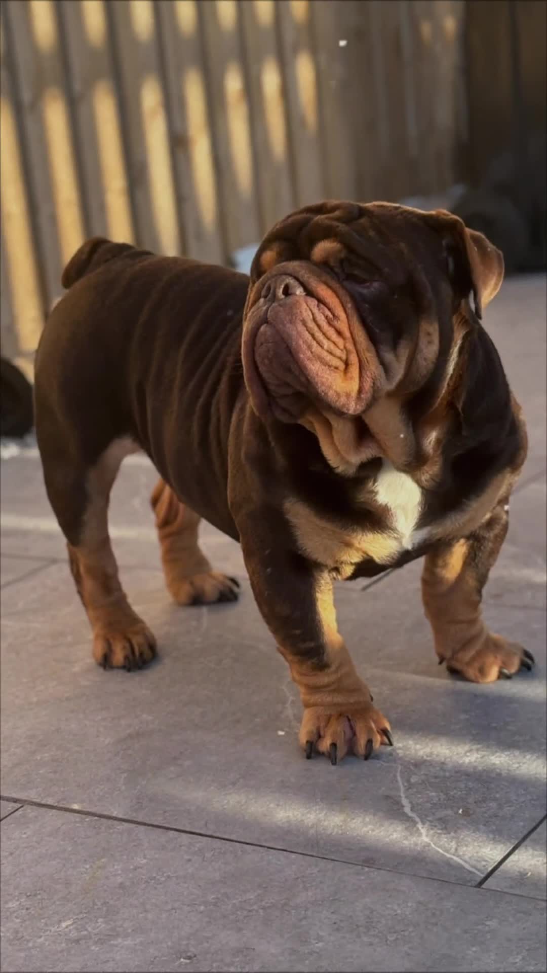 English Bulldog dogs for stud: 🔥🏴󠁧󠁢󠁳󠁣󠁴󠁿English bully STUD🏴󠁧󠁢󠁳󠁣󠁴󠁿🔥 - Video 1