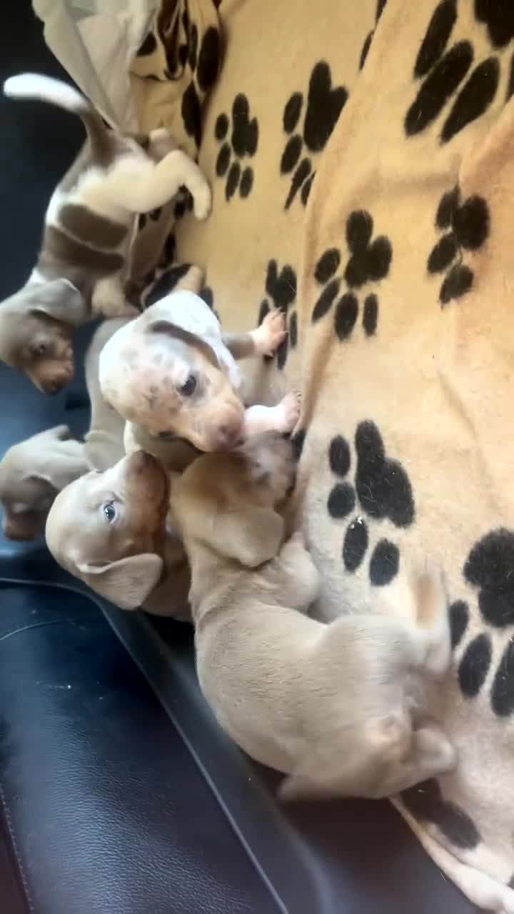 Miniature Dachshund dogs for sale: 5 beautiful Miniture dachshunds for sale - Video 1