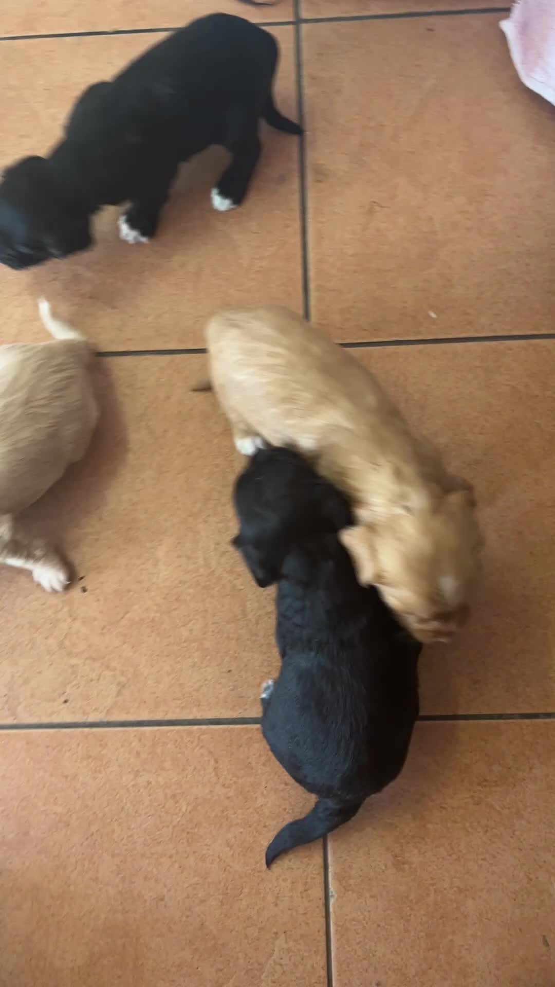 Labradoodle dogs for sale: Small Labradoodle pups for sale - Video 1