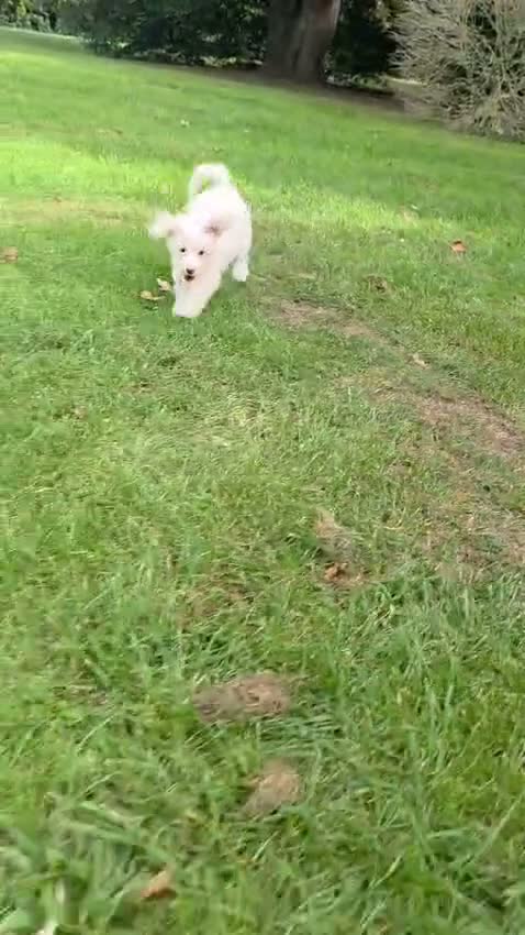 Maltipoo dogs for sale: Ready now! Last boy reduced fully vacc!  - Video 2