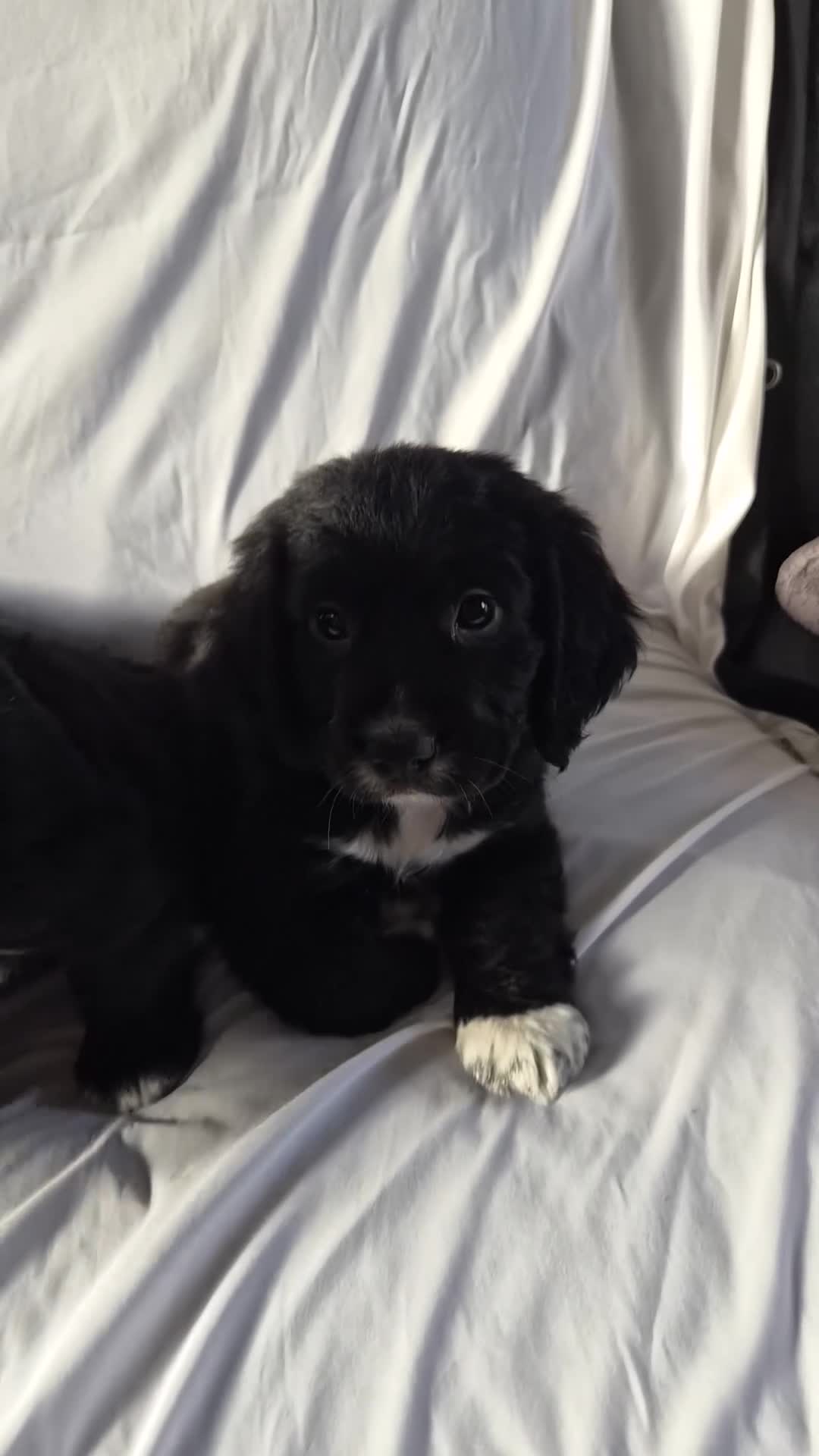 Cocker Spaniel dogs for sale: Cocker spaniel puppies - Video 2