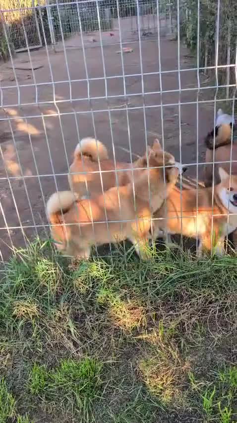 Japanese Shiba Inu dogs for sale: Health tested Japanese Shiba Inu  - Video 2