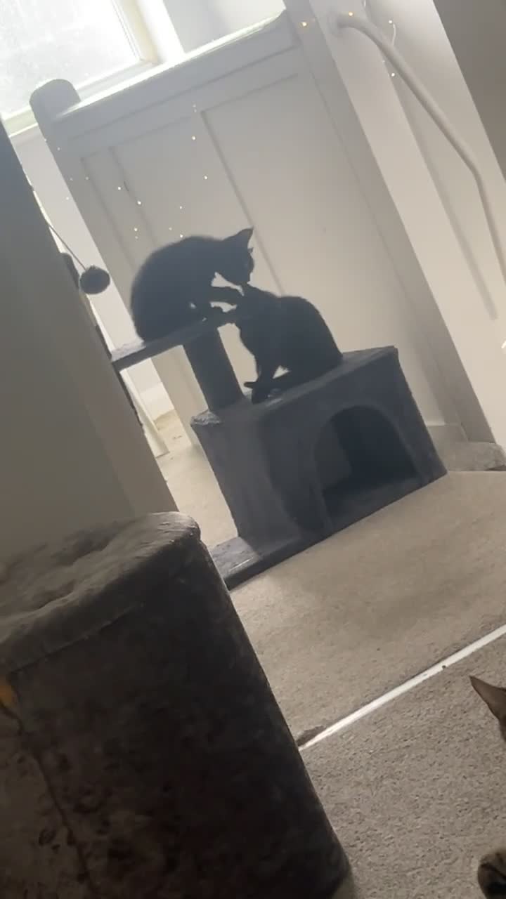 Mixed Breed cats for sale: 4 kittens  - Video 1