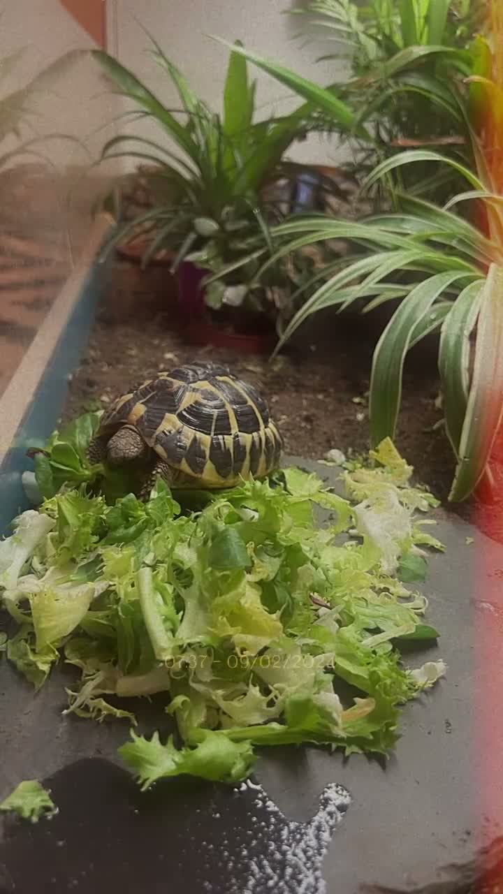 Tortoise reptiles for sale: Two Hermann’s tortoises free to a responsible home - Video 1
