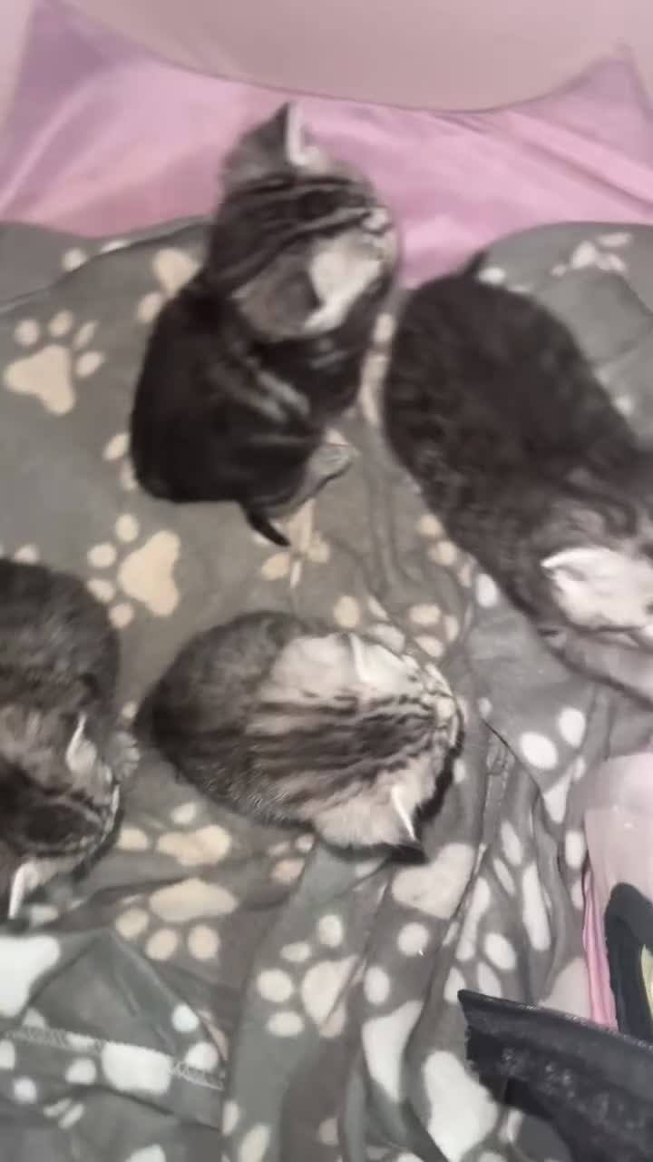British Shorthair cats for sale: 4 beautiful tabby british shorthair kittens - Video 2