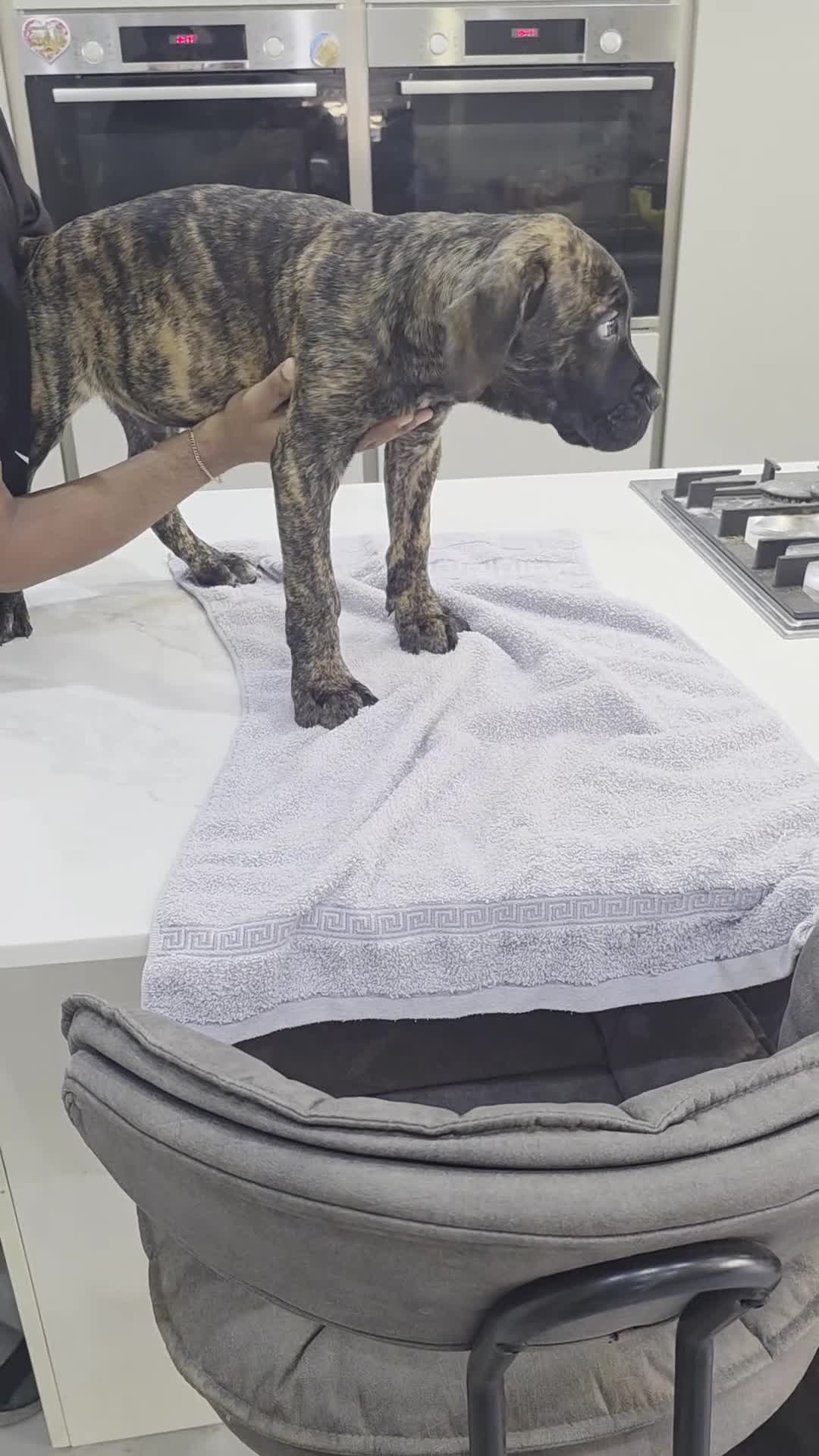 Cane Corso dogs for sale: Cane Corso Puppies - Video 5
