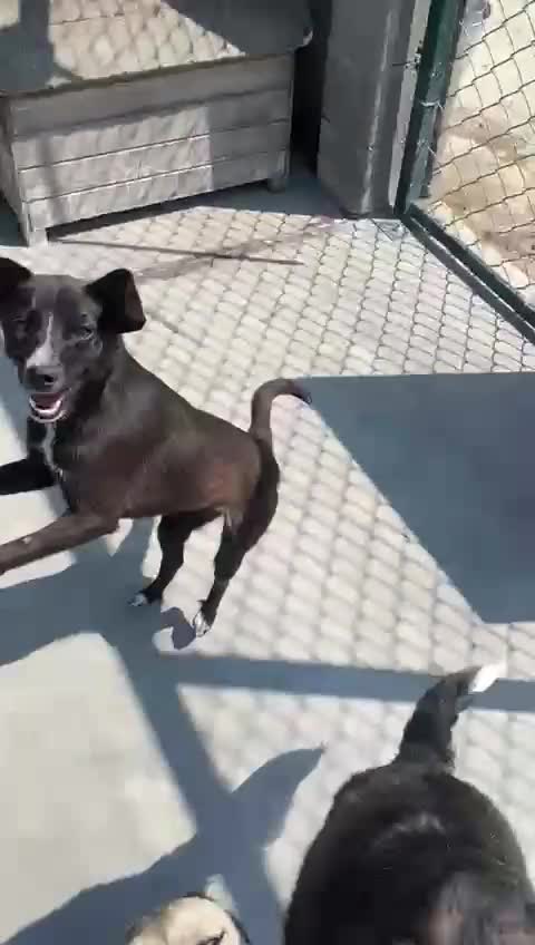 Mixed Breed dogs for adoption: Banjo, 1 yr approx. Available for adoption. - Video 4