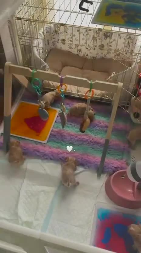 Maltipoo dogs for sale: Tiny Asian Poodle Dad  & Korea Maltese Mum 🫠 - Video 1