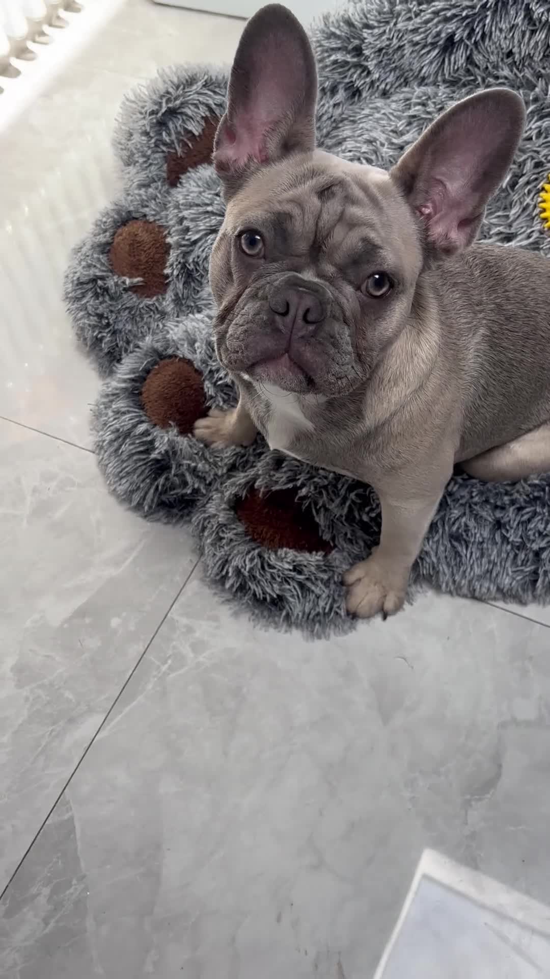 French Bulldog dogs for sale: Female French Bulldog for sale - Video 1