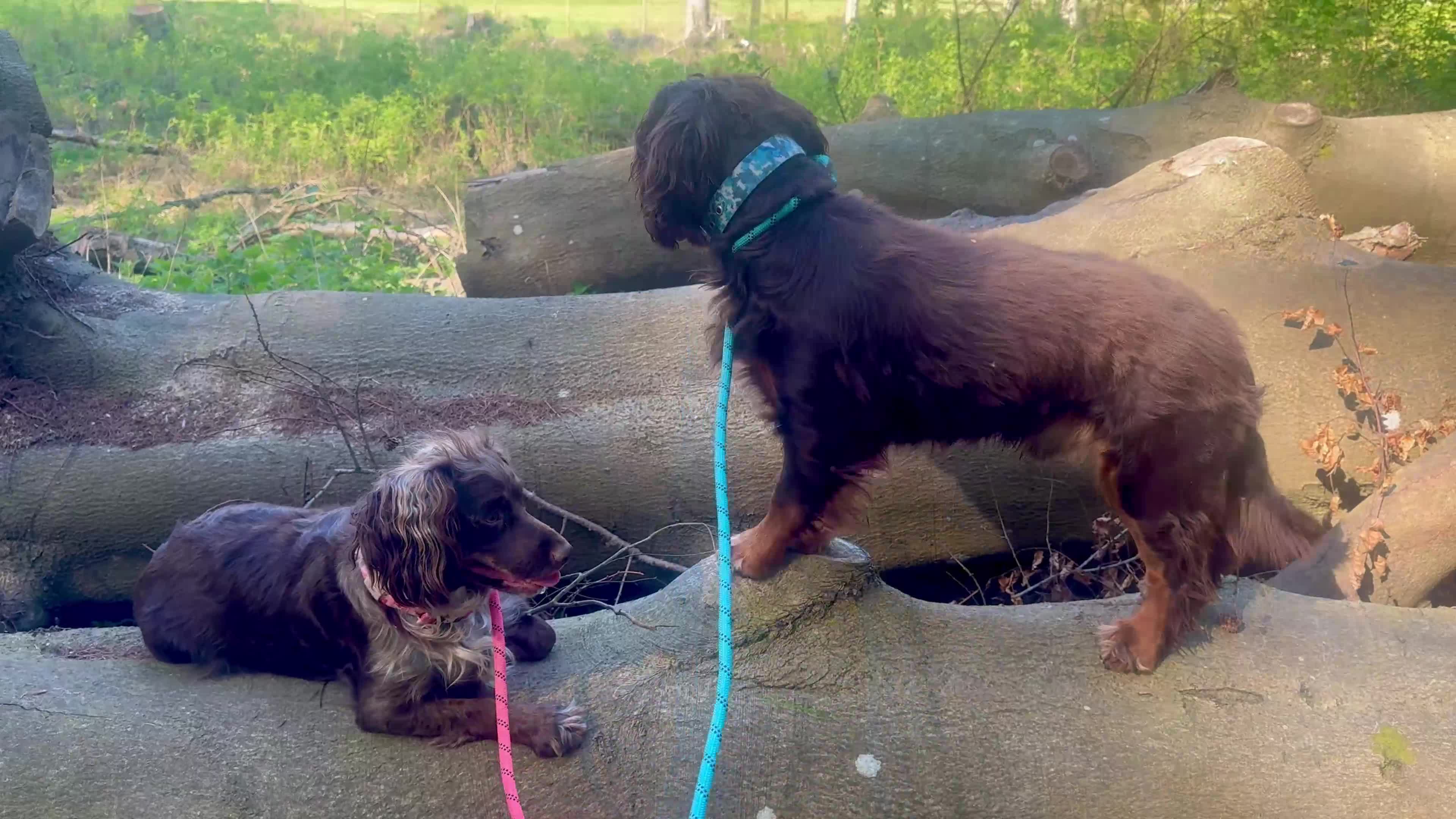 Cocker Spaniel dogs for sale: 💜 2 YEAR OLD BEAUTIFUL COCKER GIRL 💜 - Video 1