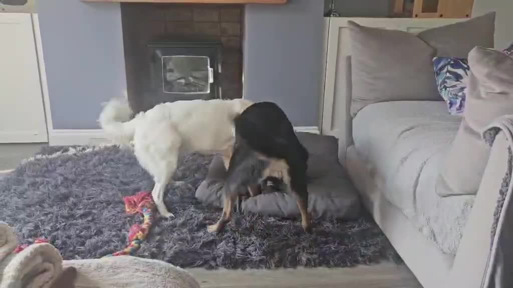 Mixed Breed dogs for adoption: Lika 🩷  - Video 1