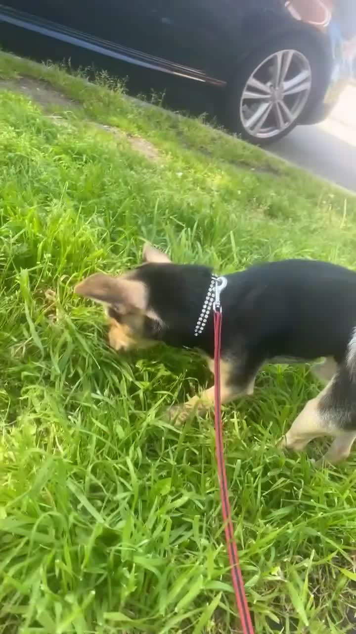 Jack Chi dogs for sale:  Chihuahua/jack russel  in London - Video 1