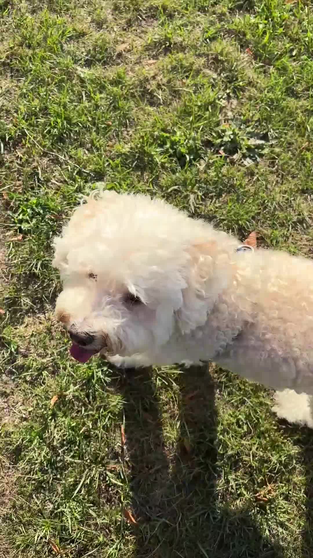Cockapoo dogs for sale: 8 year old Cockapoo needs home - Video 2
