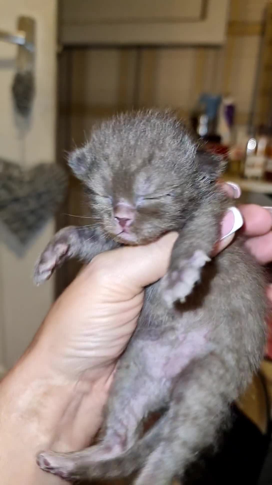 British Shorthair cats for sale: Chocolate/cinnamon British shorthair/ragdoll  - Video 3
