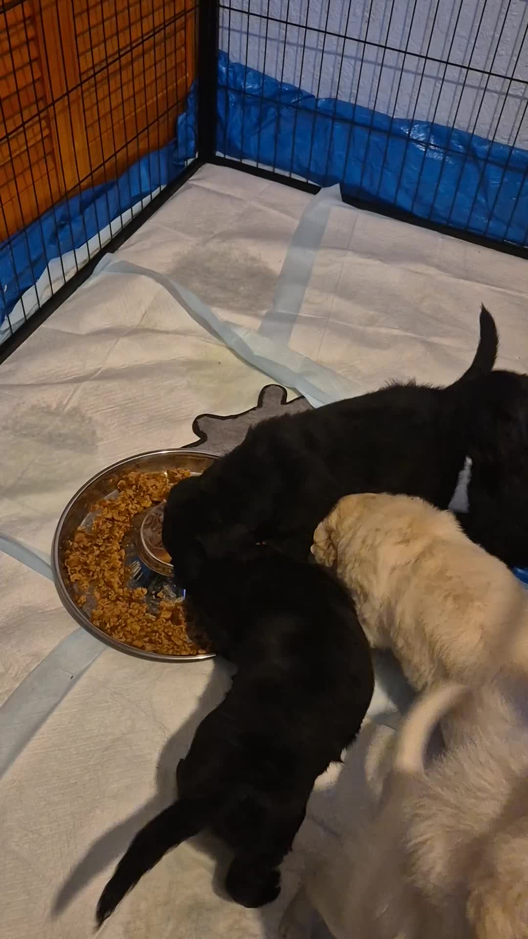 Mixed Breed dogs for sale: Stunning Litter of Labradoodle x Pyrenees - Video 1