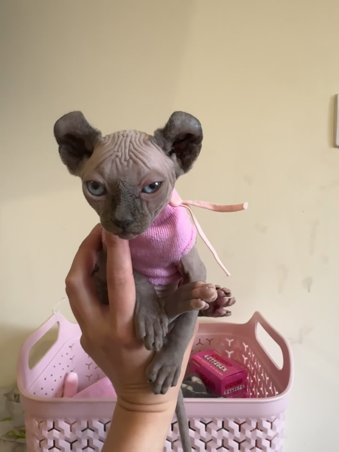 Sphynx cats for sale: TICA SPHYNX BOY AVAILABLE NOW  - Video 1