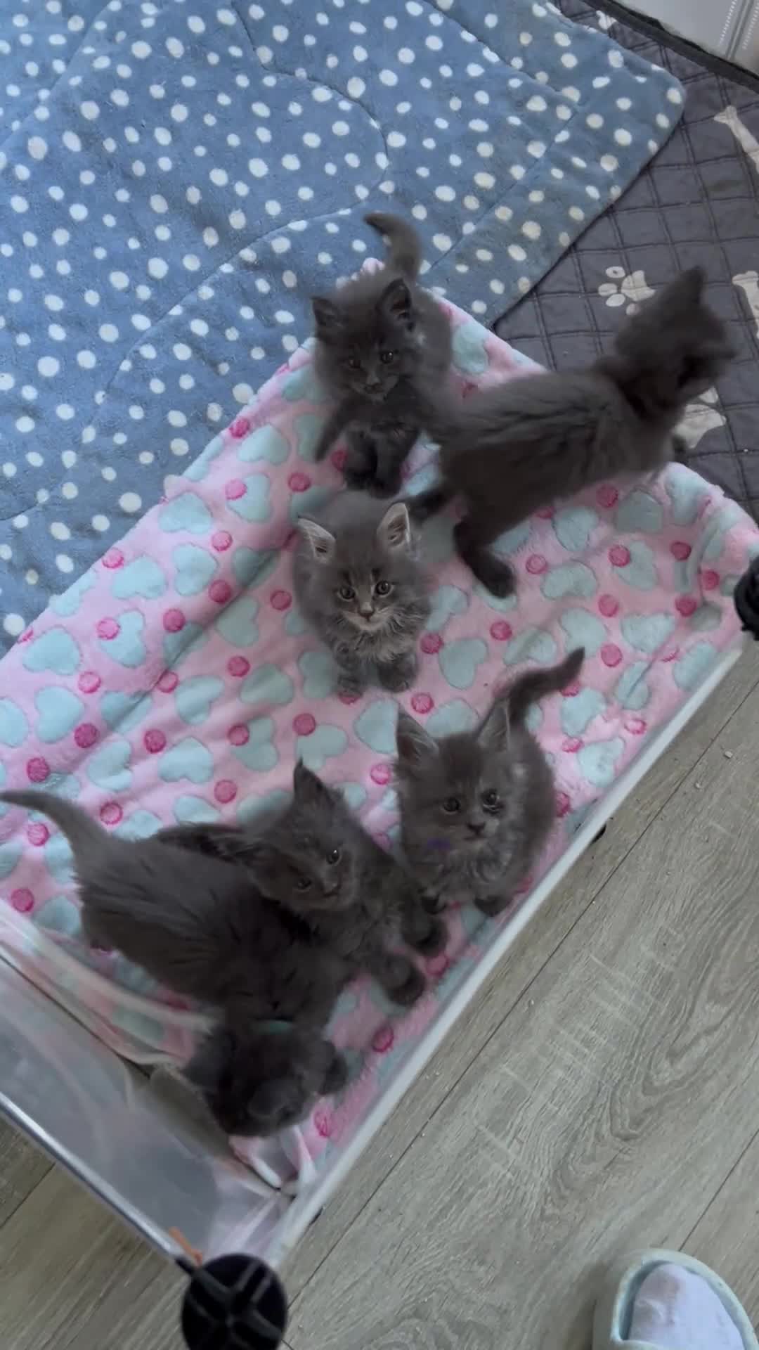 Maine Coon cats for sale: 6 Maine Coon kittens blue colour - Video 1