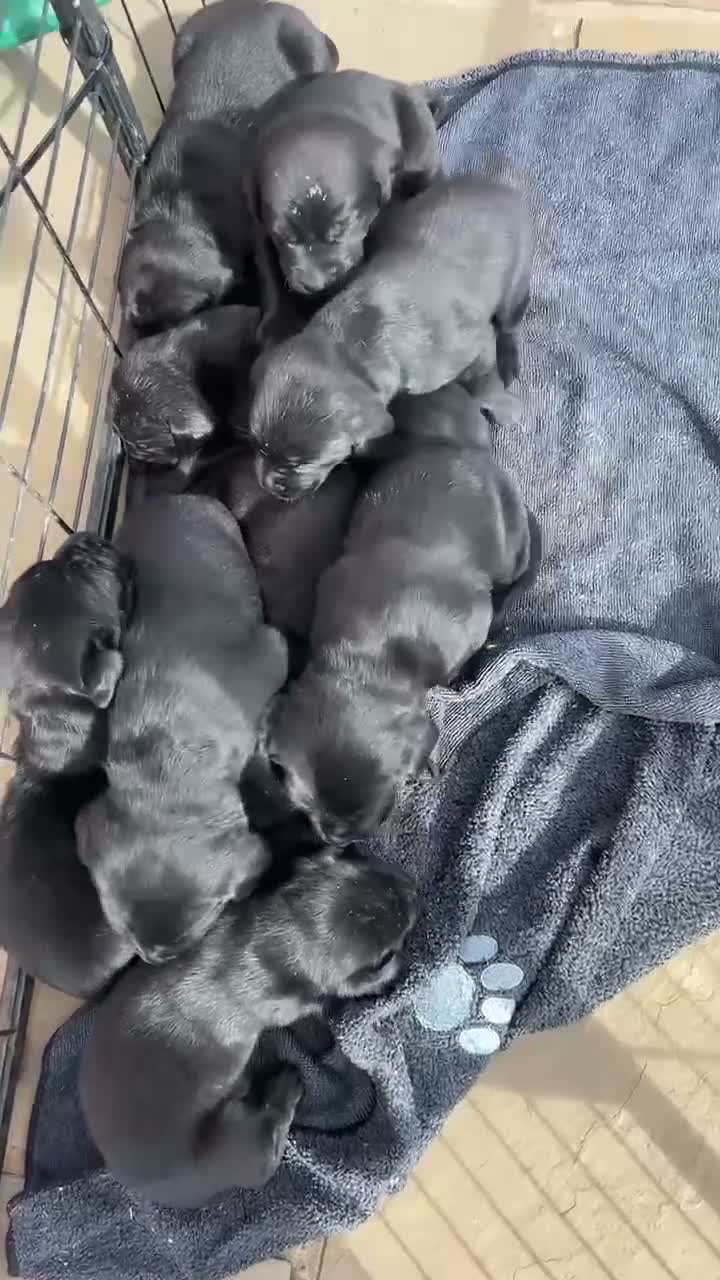 Labrador Retriever dogs for sale: Black Labrador Puppies KC Registered  - Video 2