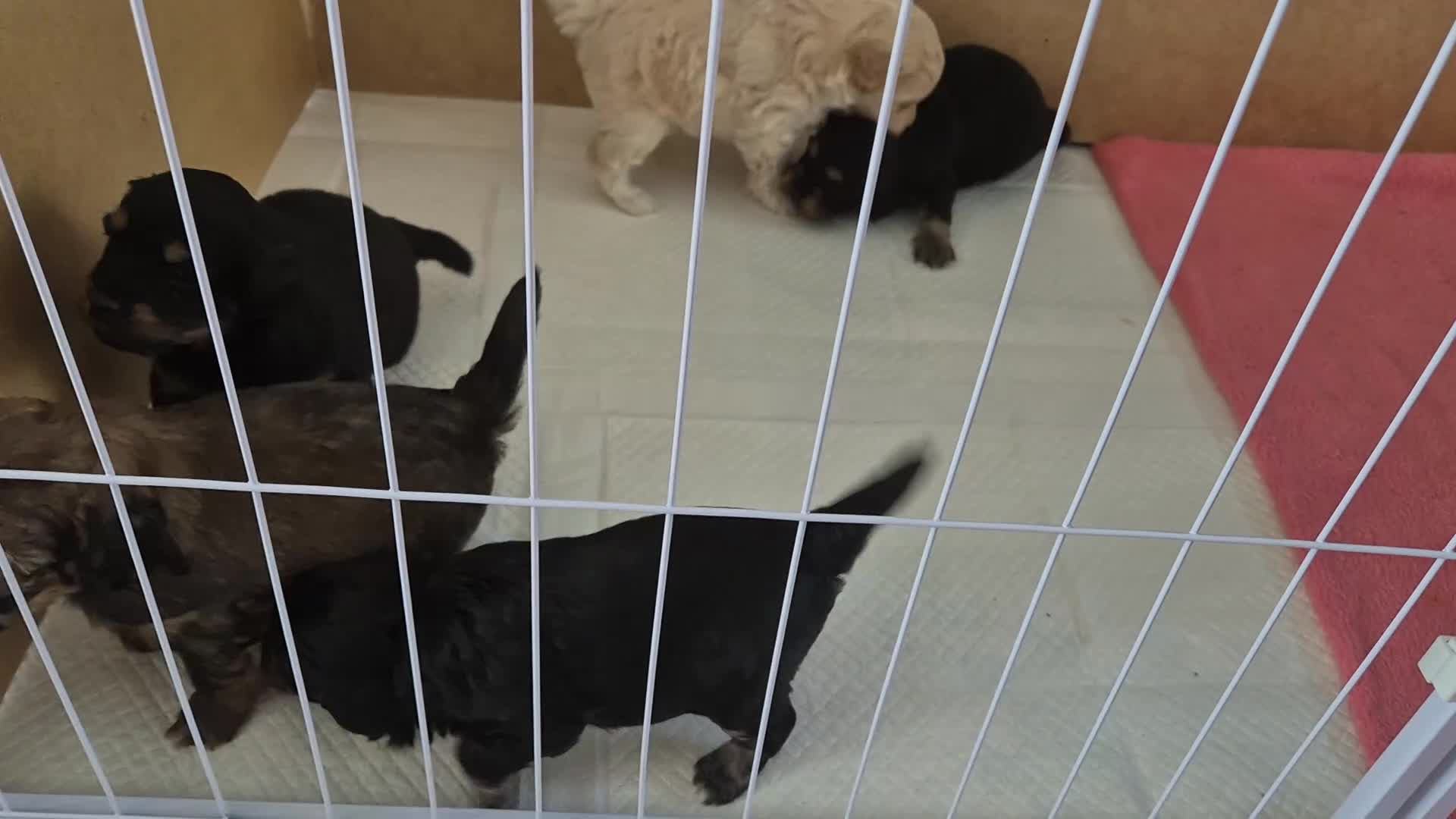 Mixed Breed dogs for sale: Extremely cute cockapomapoo puppys - Video 1
