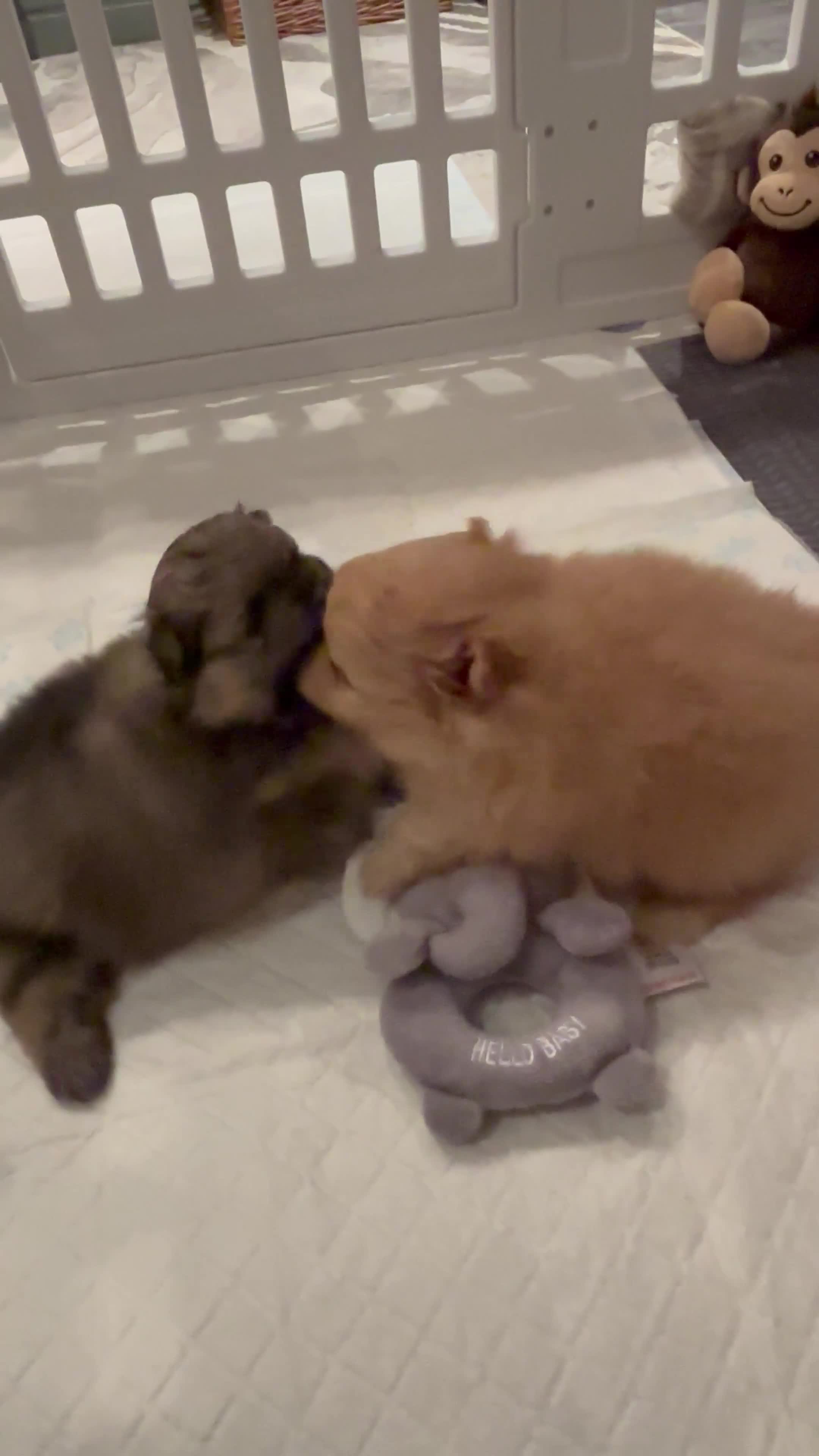 Pomeranian dogs for sale: Pomeranian girl puppies - Video 3