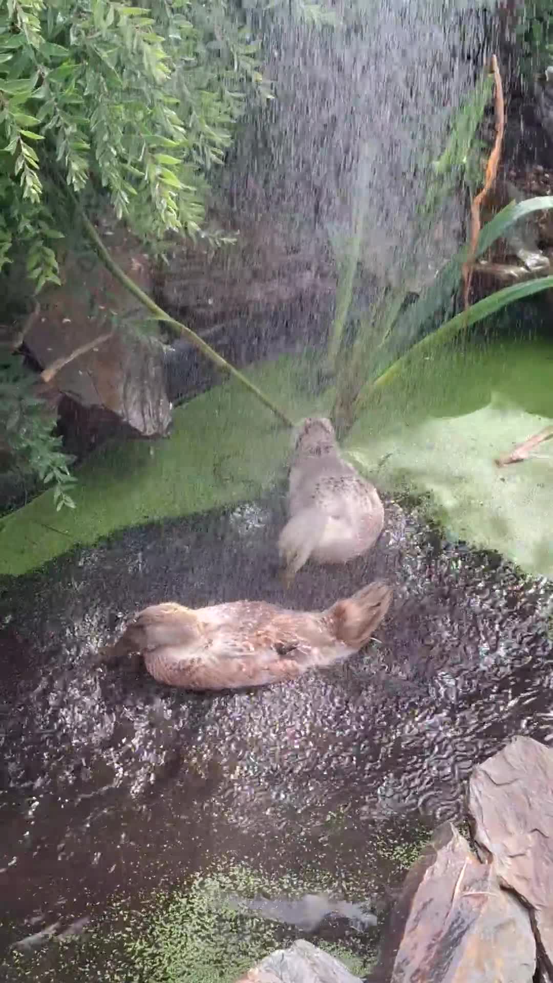 Ducks poultry for sale: Adolescent Welsh Harlequin Ducks – 1 F, 2 M - Video 1