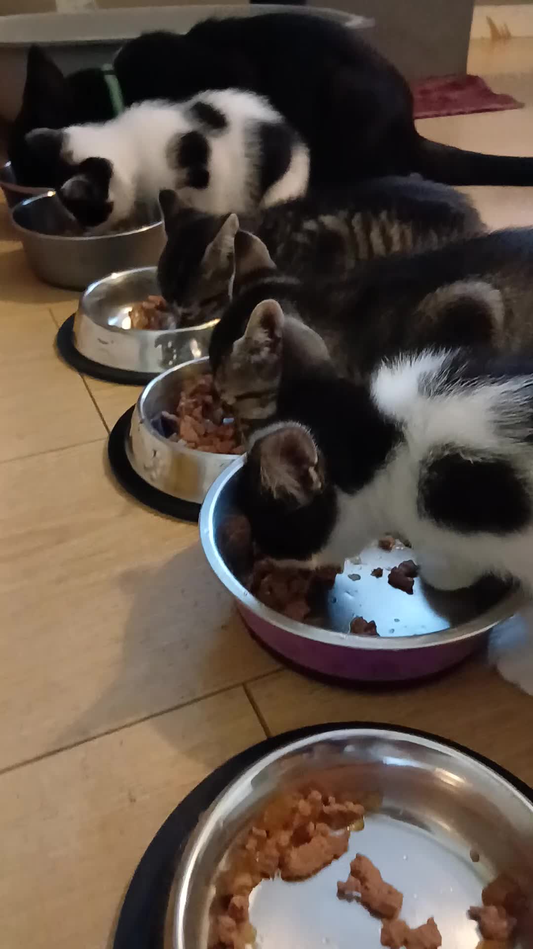 British Shorthair cats for sale: 1 boys,6girls - Video 4