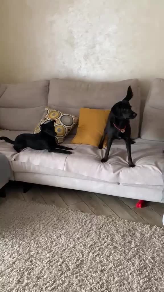 Mixed Breed dogs for adoption: ❤️🐶 PULKA – SHE OFFERS HER PAW… AND WHOLE HEART in Burton-on-Trent - Video 1