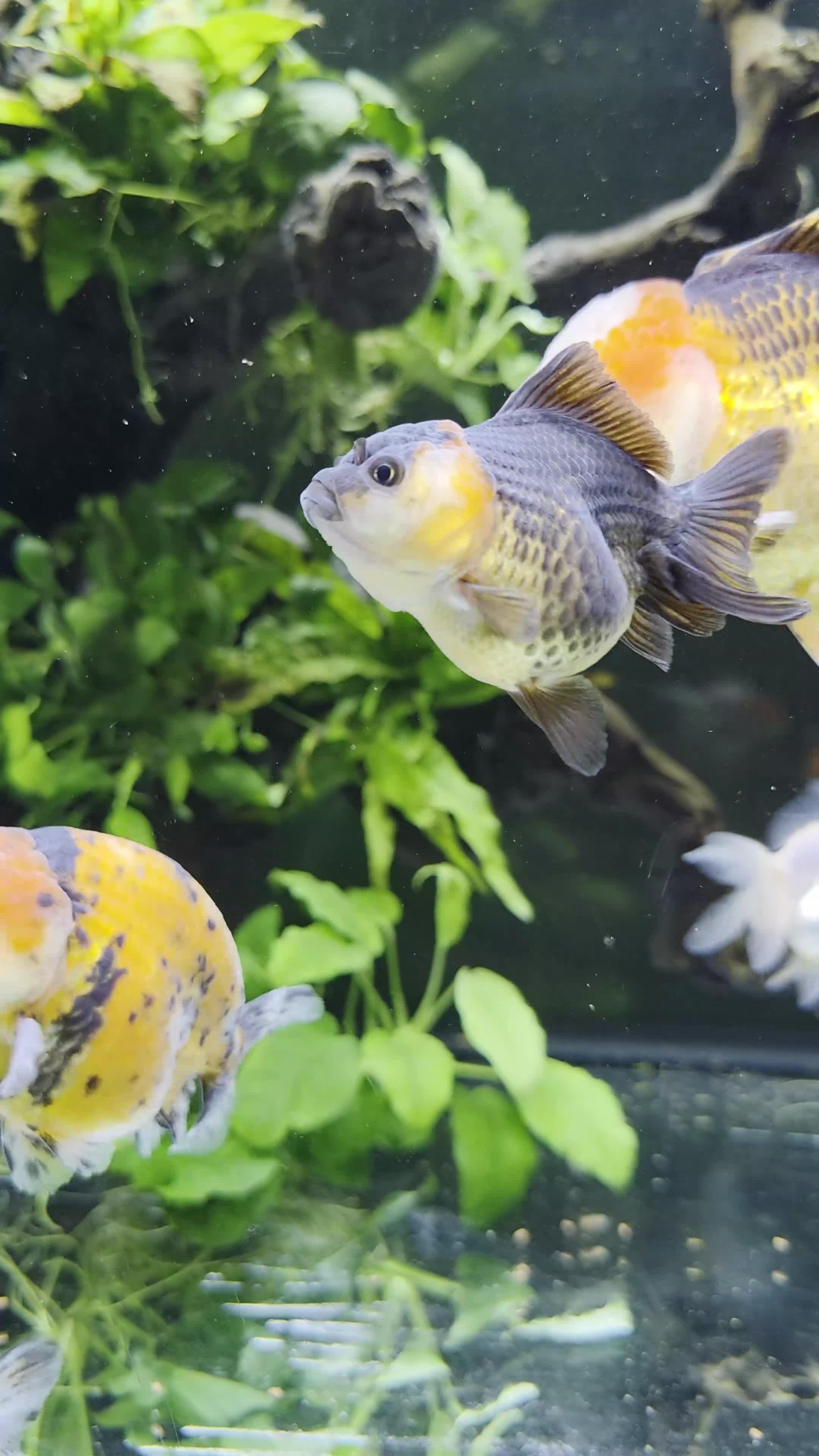 Fancy Goldfish fish for sale: Fancy Goldfish (Oranda & Ranchu) - Video 1