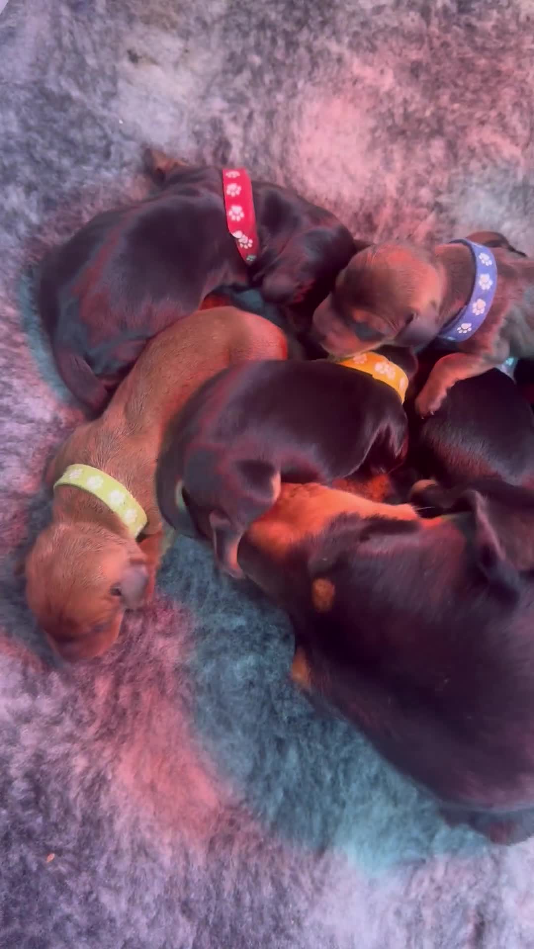 Miniature Dachshund dogs for sale: 5 gorgeous miniature dachshund puppies for sale  - Video 3