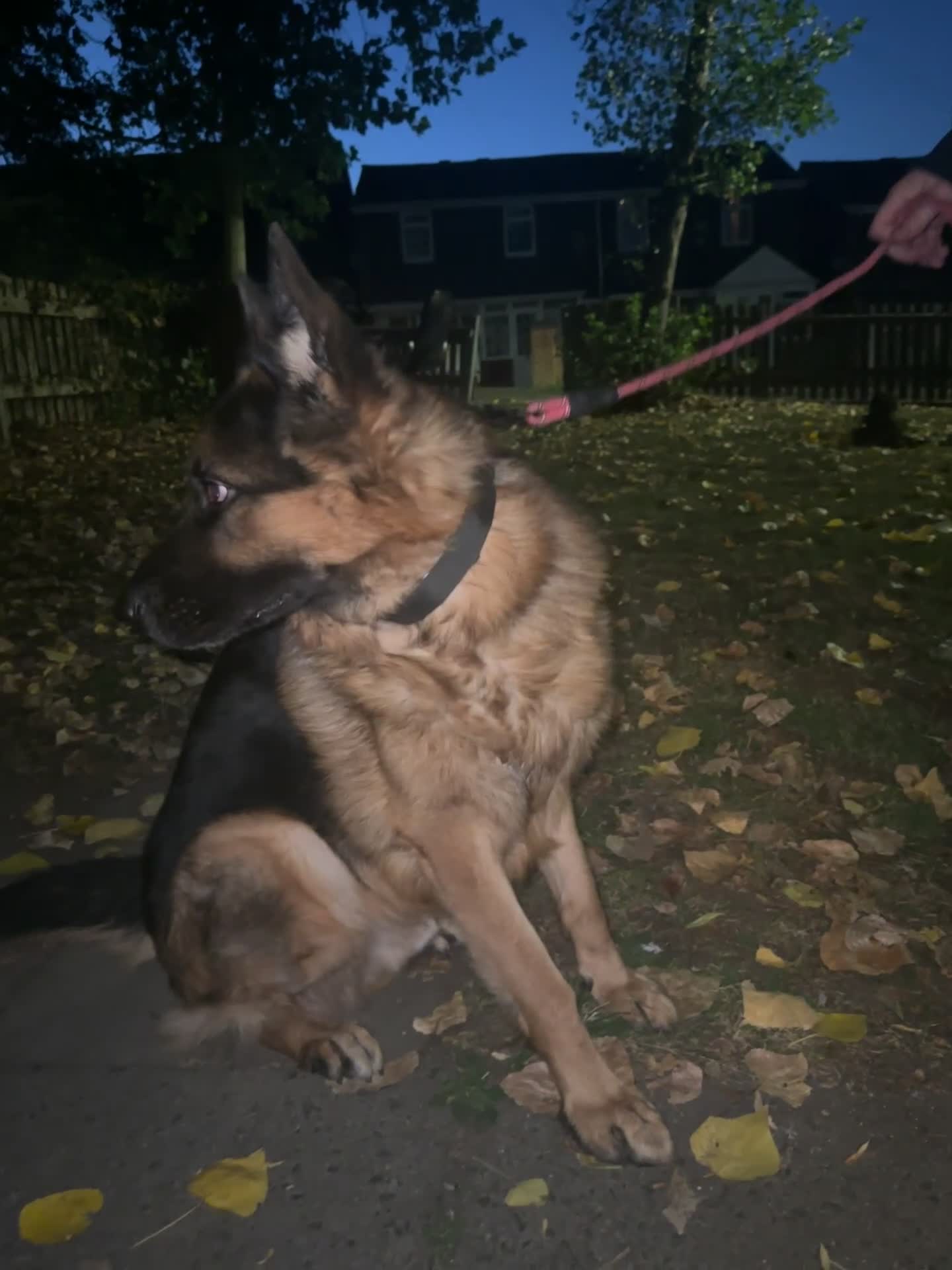 German Shepherd dogs for sale: Loving Home Wanted for Jack – German Shepherd 🐾 - Video 2