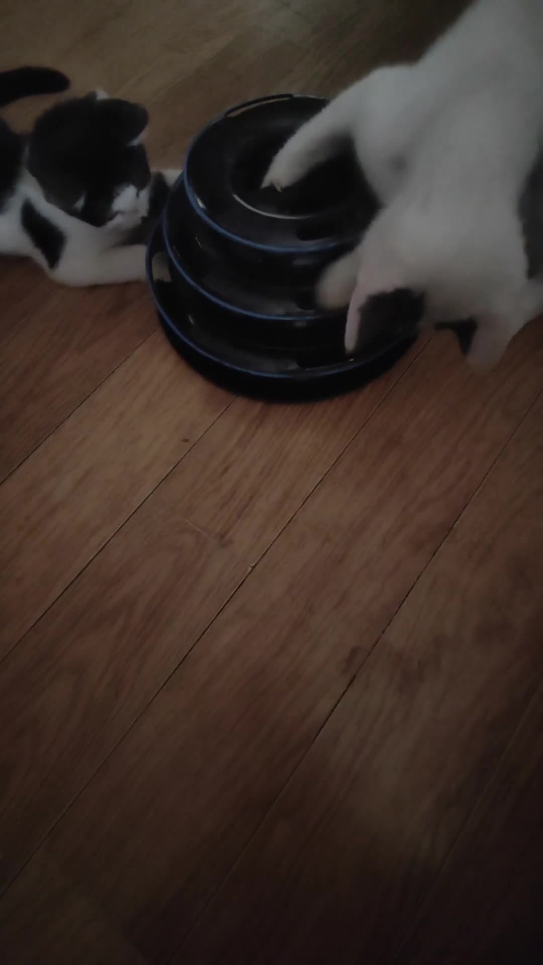 Mixed Breed cats for sale: 1 kitten for sale due to time wasters  - Video 1