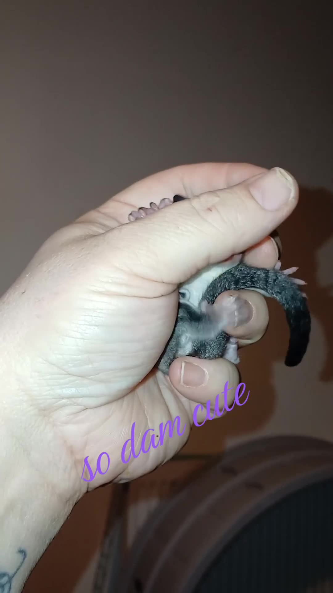 Sugar Glider rodents for sale: Friendly hand held glider boy - Video 1