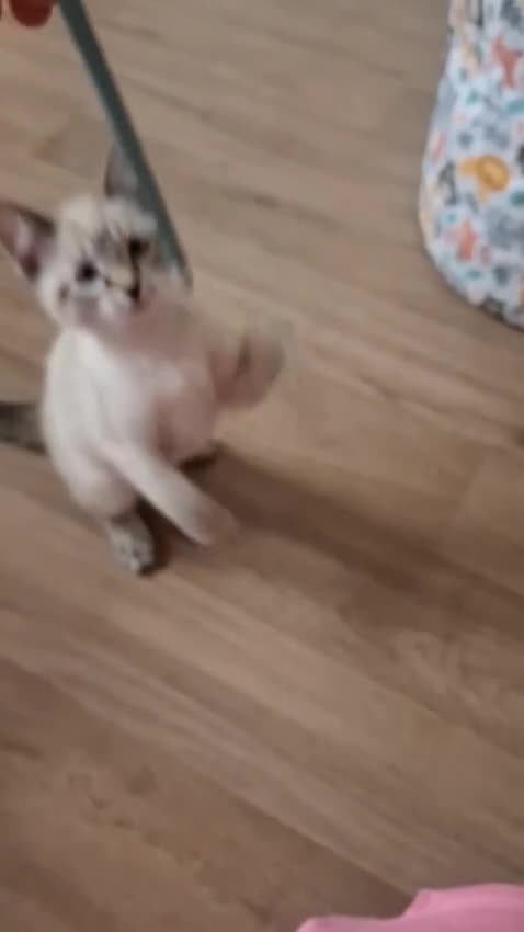 Mixed Breed cats for sale: Mixed ragdoll in Woking - Video 1