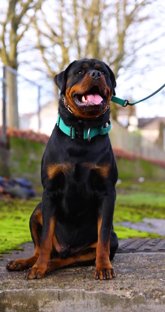 Rottweiler dogs for stud: Rottie for stud in Clydebank - Video 1