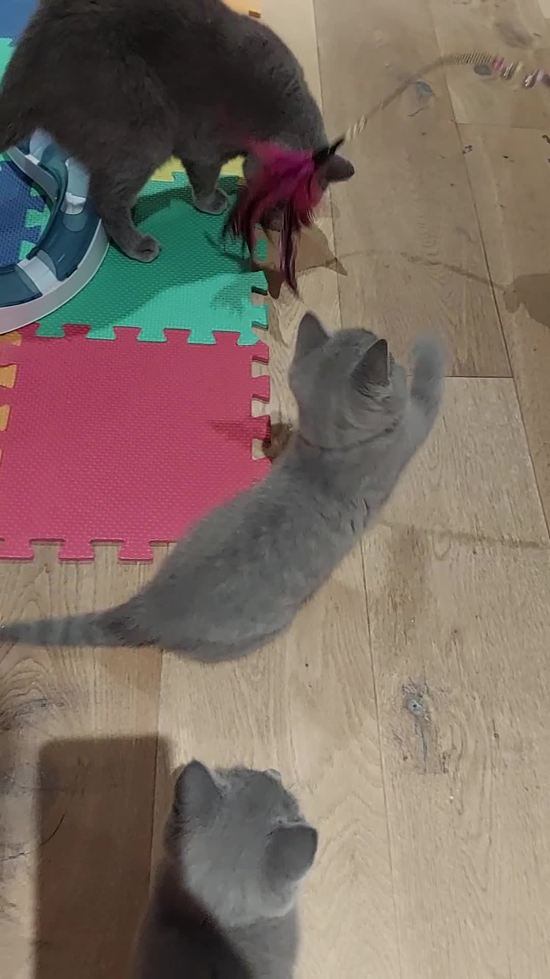 British Shorthair cats for sale: 🩵🩷*READY SOON*🩵🩷 - Video 2