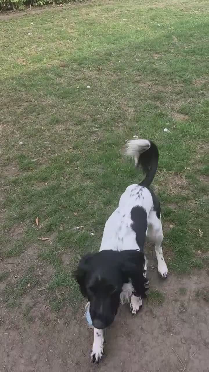 English Springer Spaniel dogs for sale: Mr stephen woodcock - Video 2