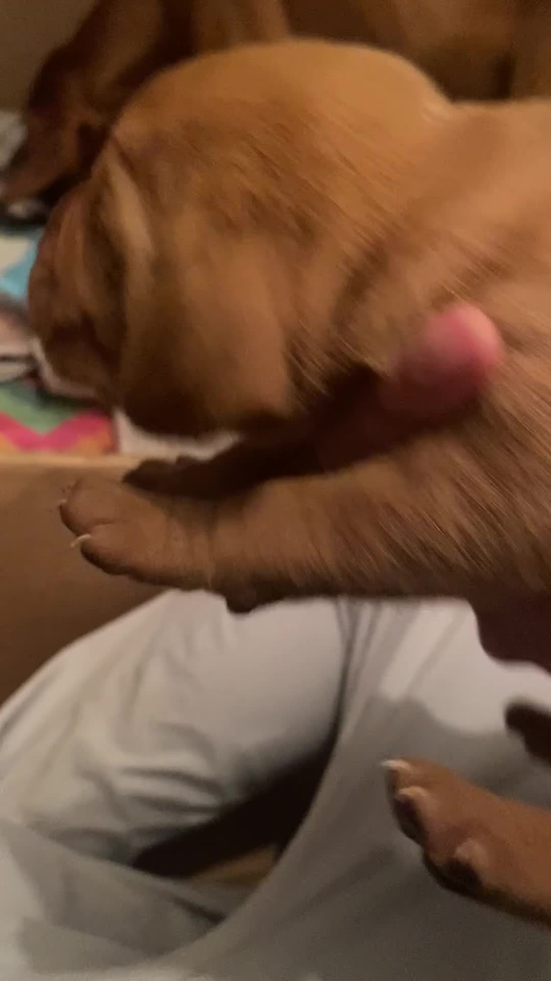 Hungarian Vizsla dogs for sale: Pedigree KC registered Hungarian Vizsla - Video 2