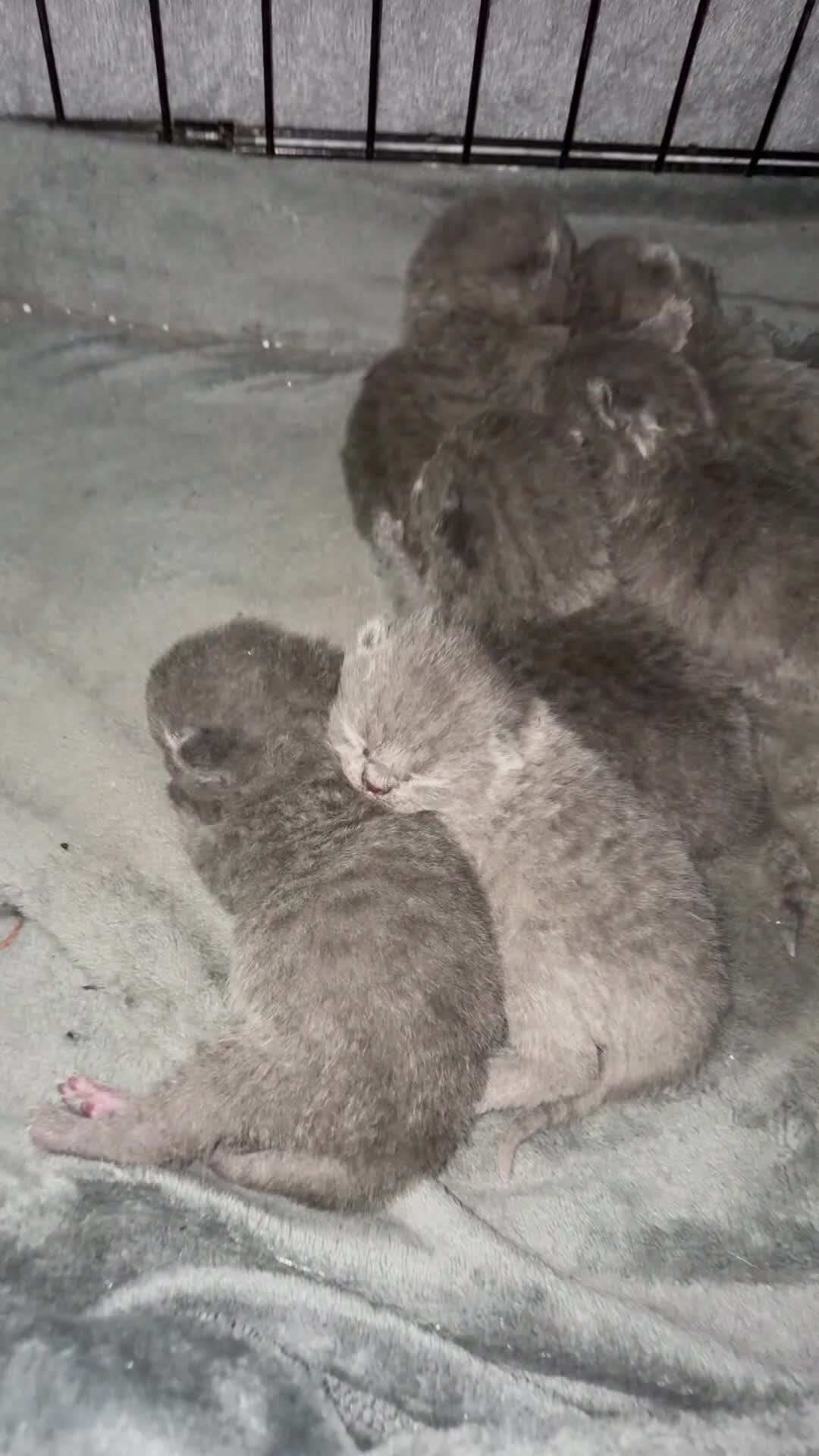 British Shorthair cats for sale: 5 generation pedigree GCCF registered  - Video 1