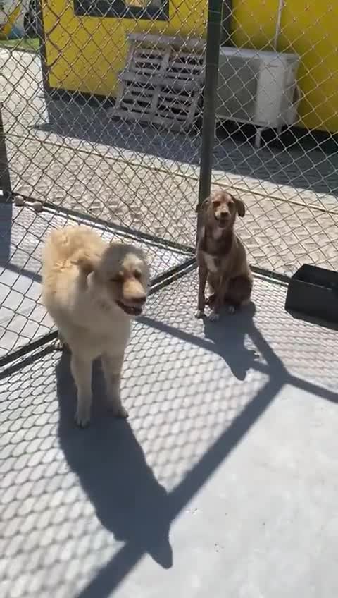 Mixed Breed dogs for adoption: Miriam, 14 months approx. Available for adoption. - Video 4
