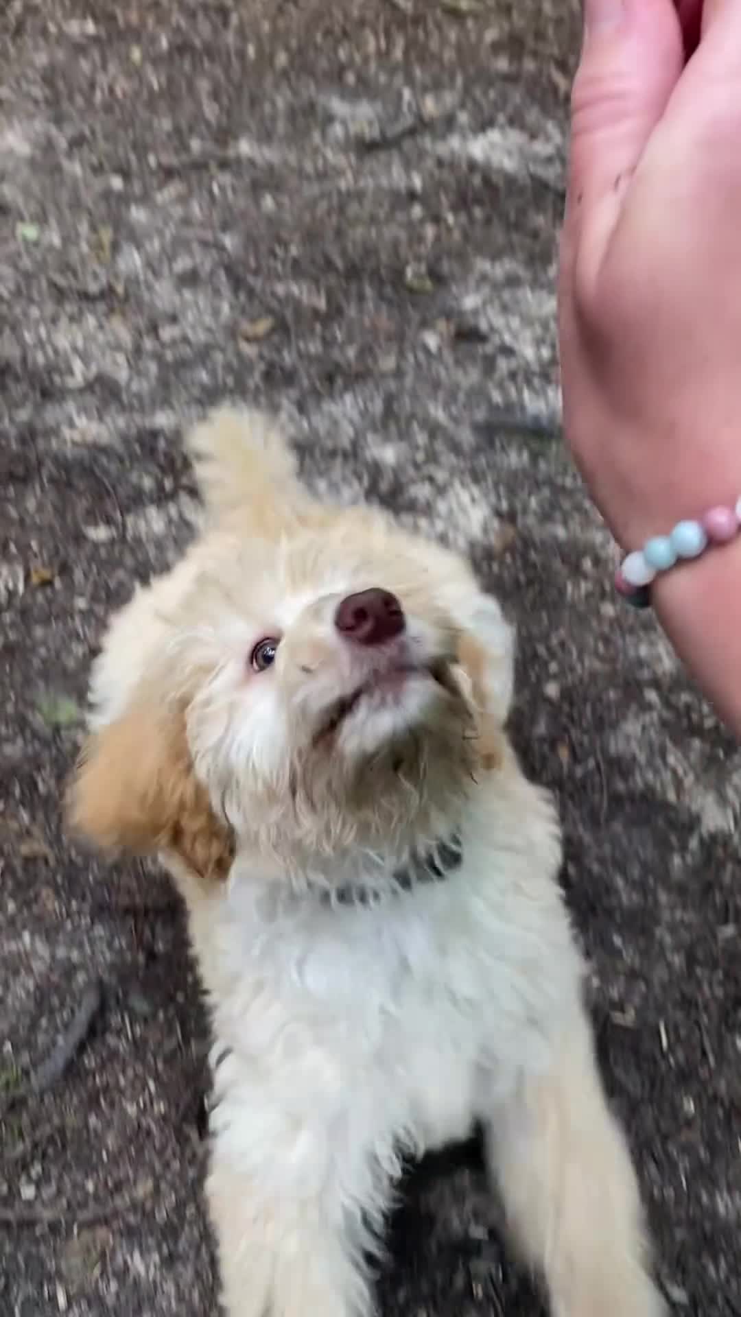 Labradoodle dogs for sale: 🌈POTENTIAL THERAPY/ASSISTANCE PUPS🌈 in Harlow - Video 2