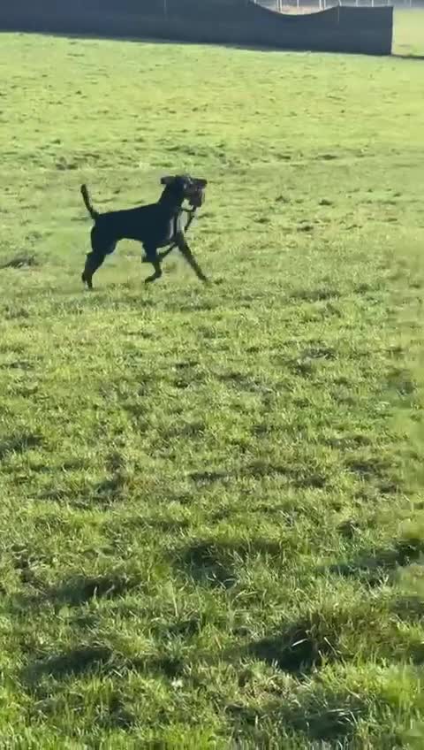 Dobermann dogs for sale: Re home in Bradford - Video 2