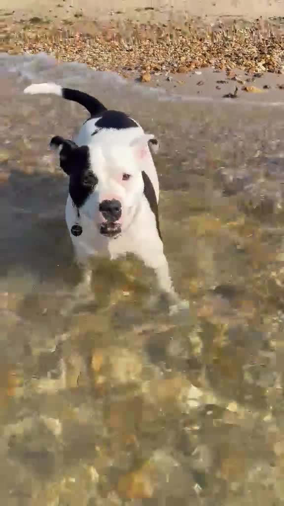 Mixed Breed dogs for sale: Finding a new home for our gorgeous Ruby. in Southampton - Video 2