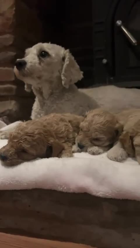 Poochon dogs for sale: Outstanding F1 Poochon puppies - Video 1
