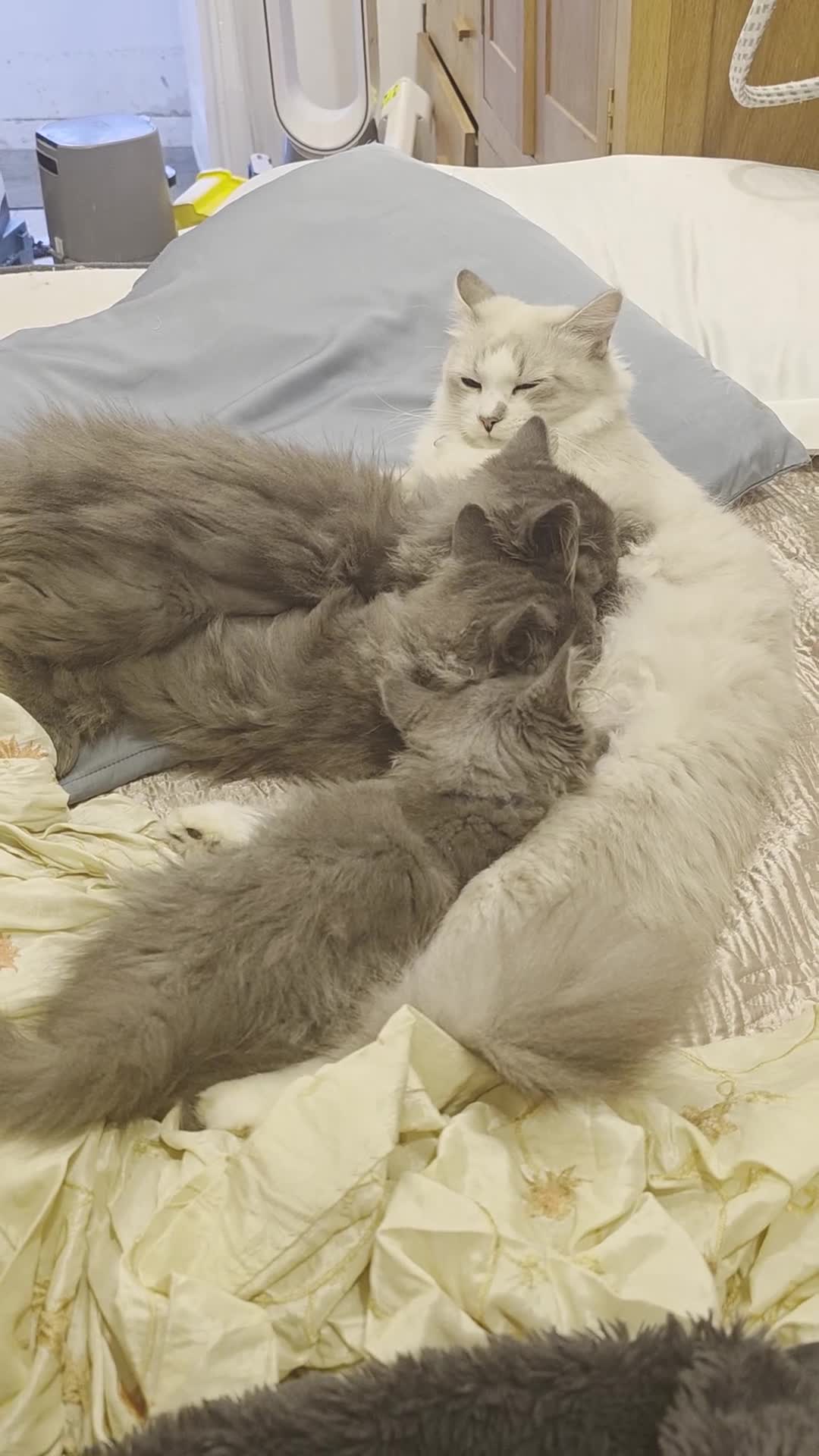 Siberian cats for sale: Beautiful Siberian Kittens – 2.5 Months Old - Video 2