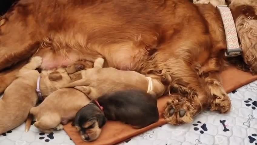 Cocker Spaniel dogs for sale: Pedigree Cocker Spaniel puppies available - Video 1